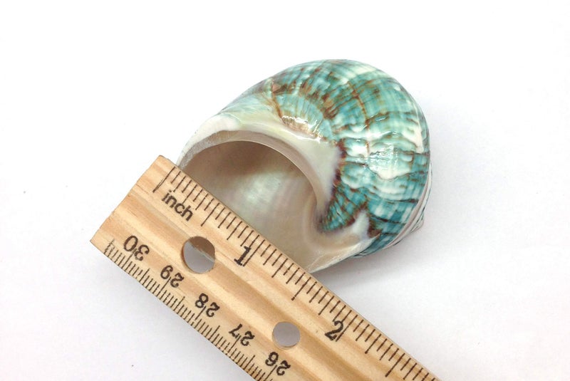 PEPPERLONELY 2 PC Natural Large Hermit Crab Shells, Banded Green Blue Gade Turbo, 2-1/2 Inch ~ 3 Inch - Image 4